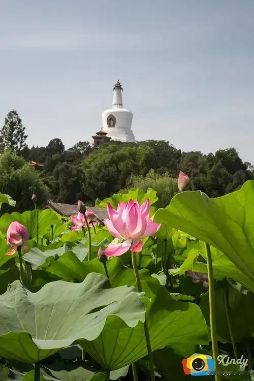 白塔影下，荷色倾城
 
盛夏的风拂过北海碧波，琼华岛的白塔静立云端，俯瞰着一湖盛