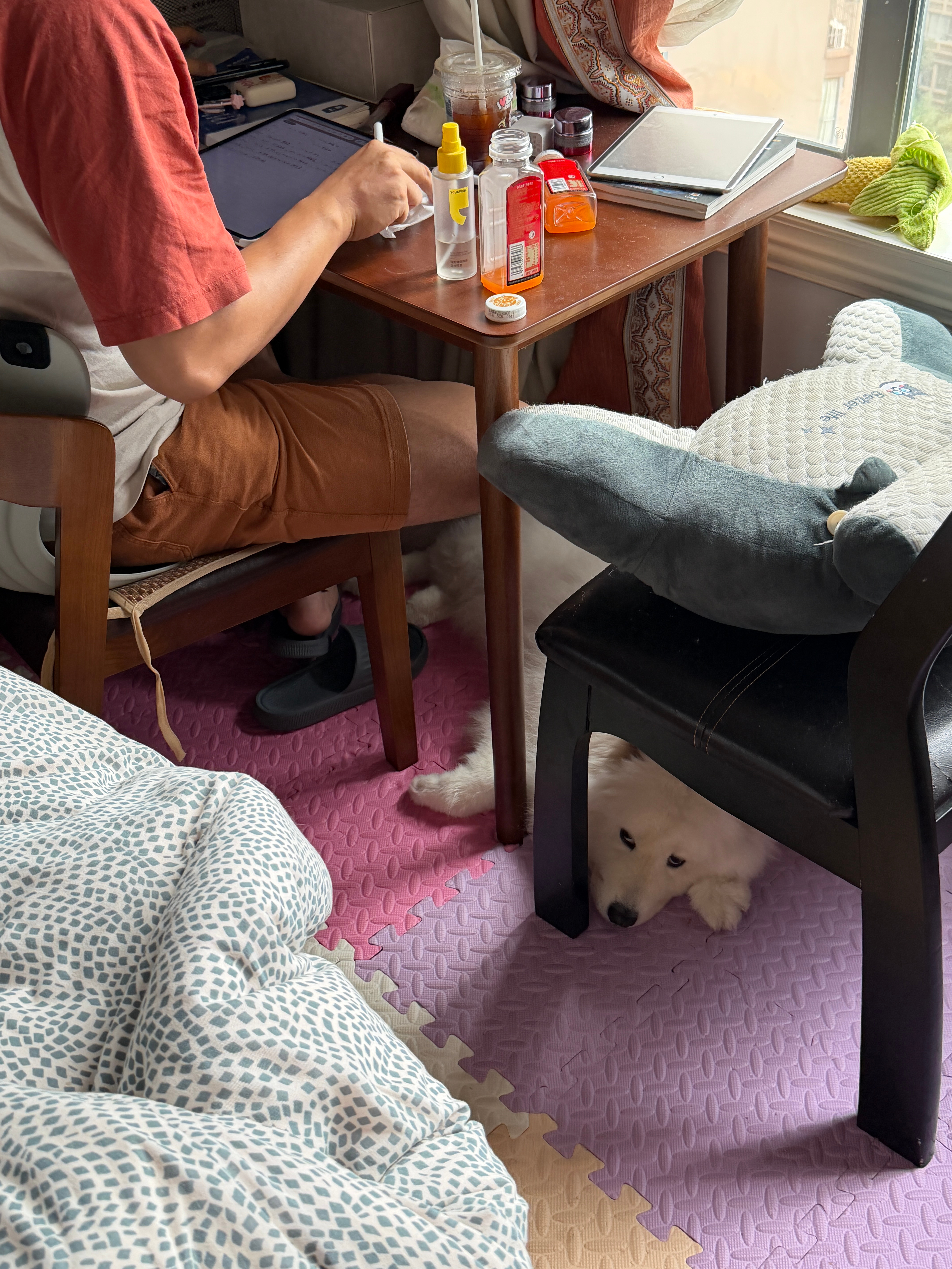 我们杨戬真是很好的陪伴犬呢🙄 ​​​