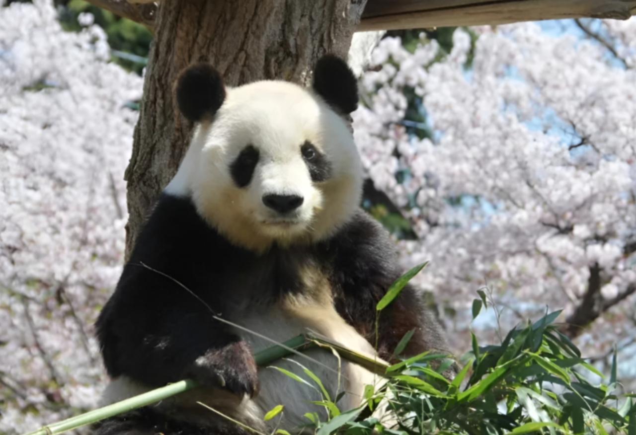 中国明确不租新熊猫了!

日本迎半个世纪空窗期

关系再添堵

熊猫从来不是普通