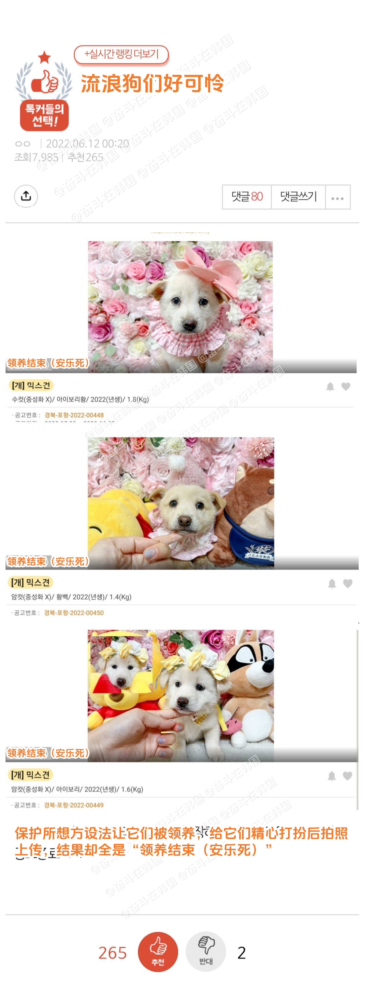 为了被领养而精心打扮，但最终还是被安乐死的流浪狗们.... 海外新鲜事 热点现场