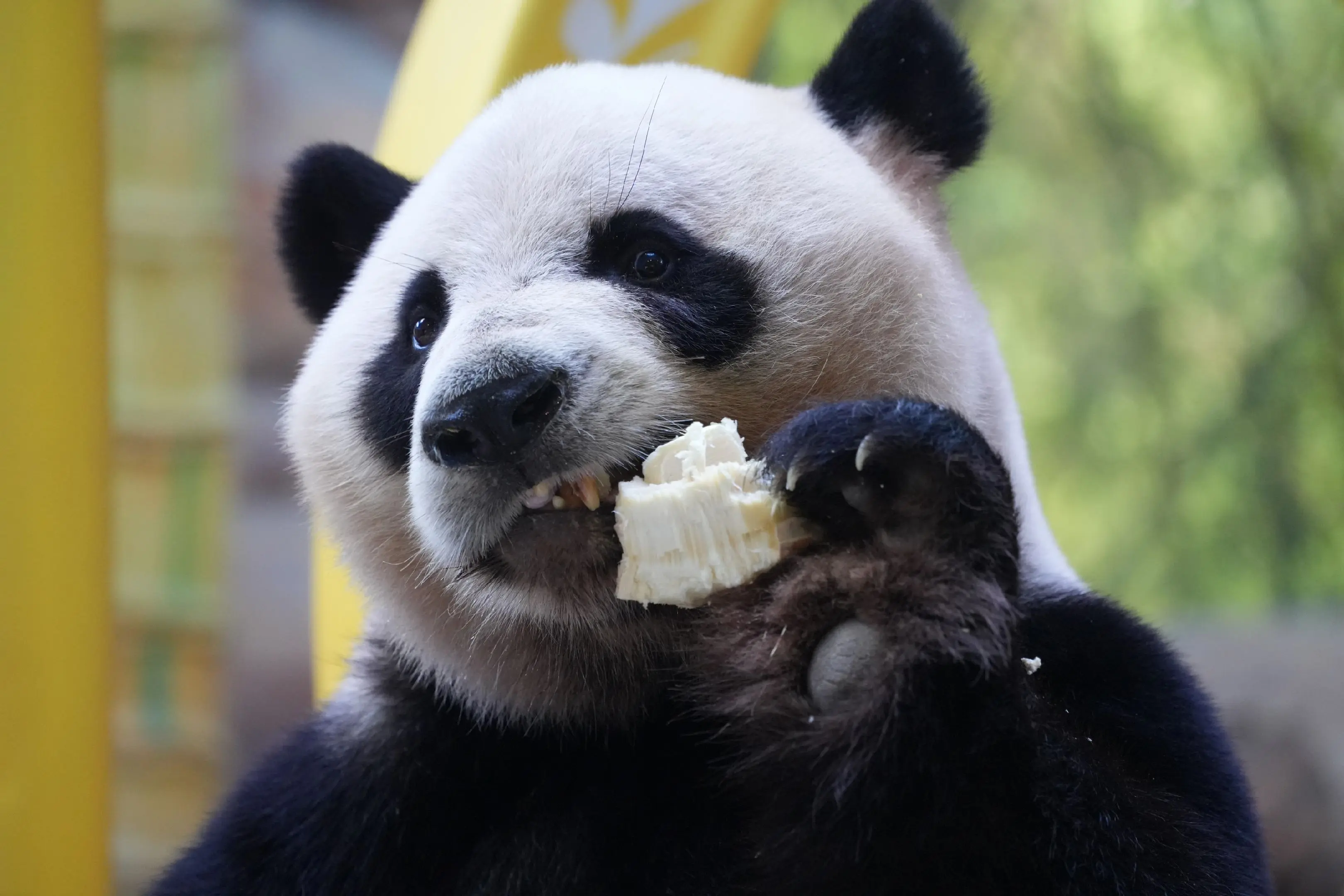 酷酷:我为笋笋代言。