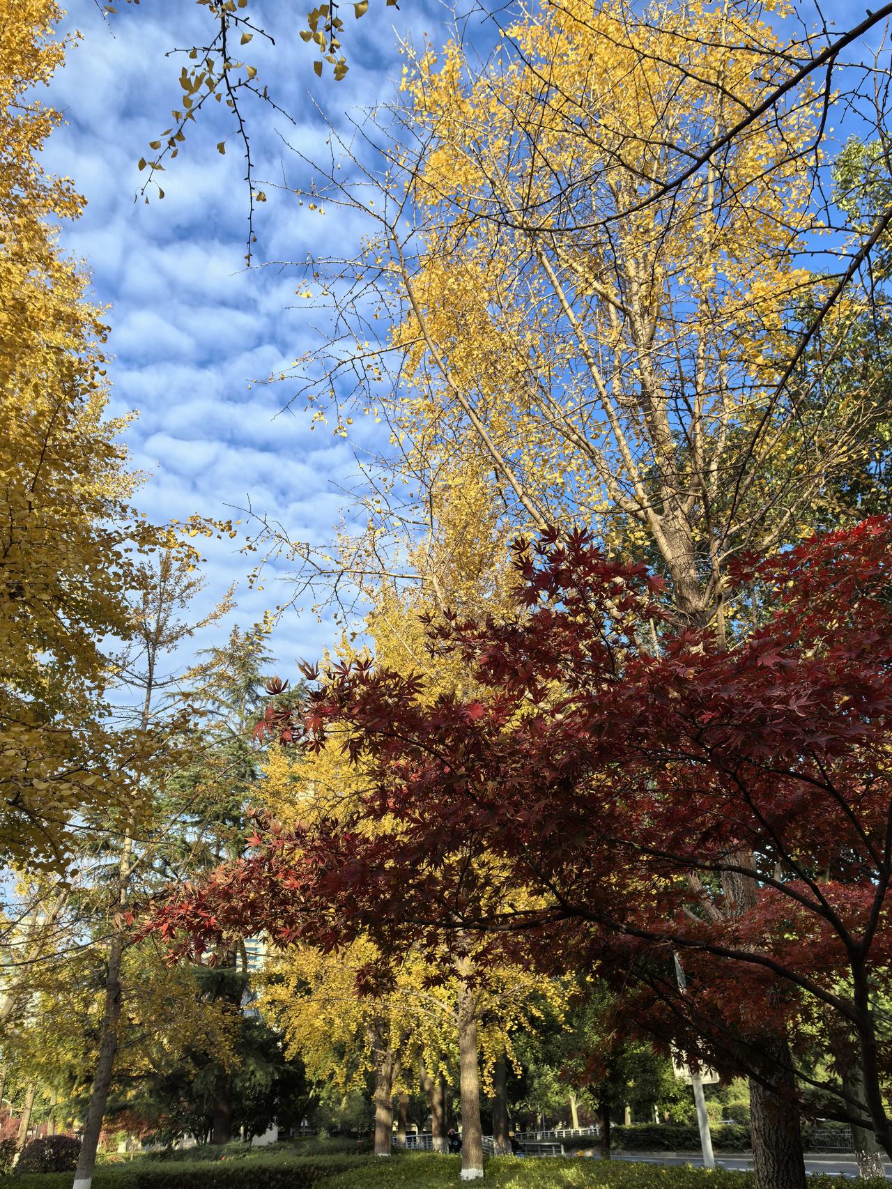 说说我们太极拳老师的趣事
      我们老年大学的太极拳老师是位优雅而又飒爽英