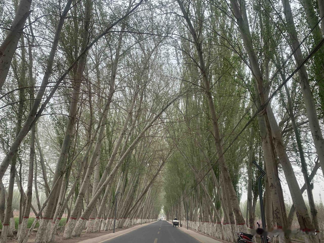 今天清明节，上完坟，去郊区踏青赏花了，杏花朵朵红，苜蓿正绿时，也是好的食材，蒲公