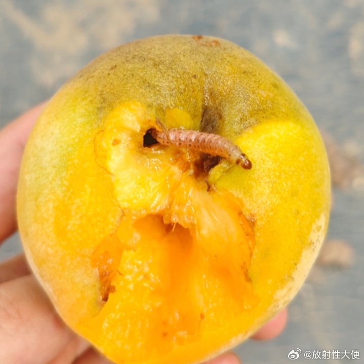 粉丝们先吃，这种最甜了 