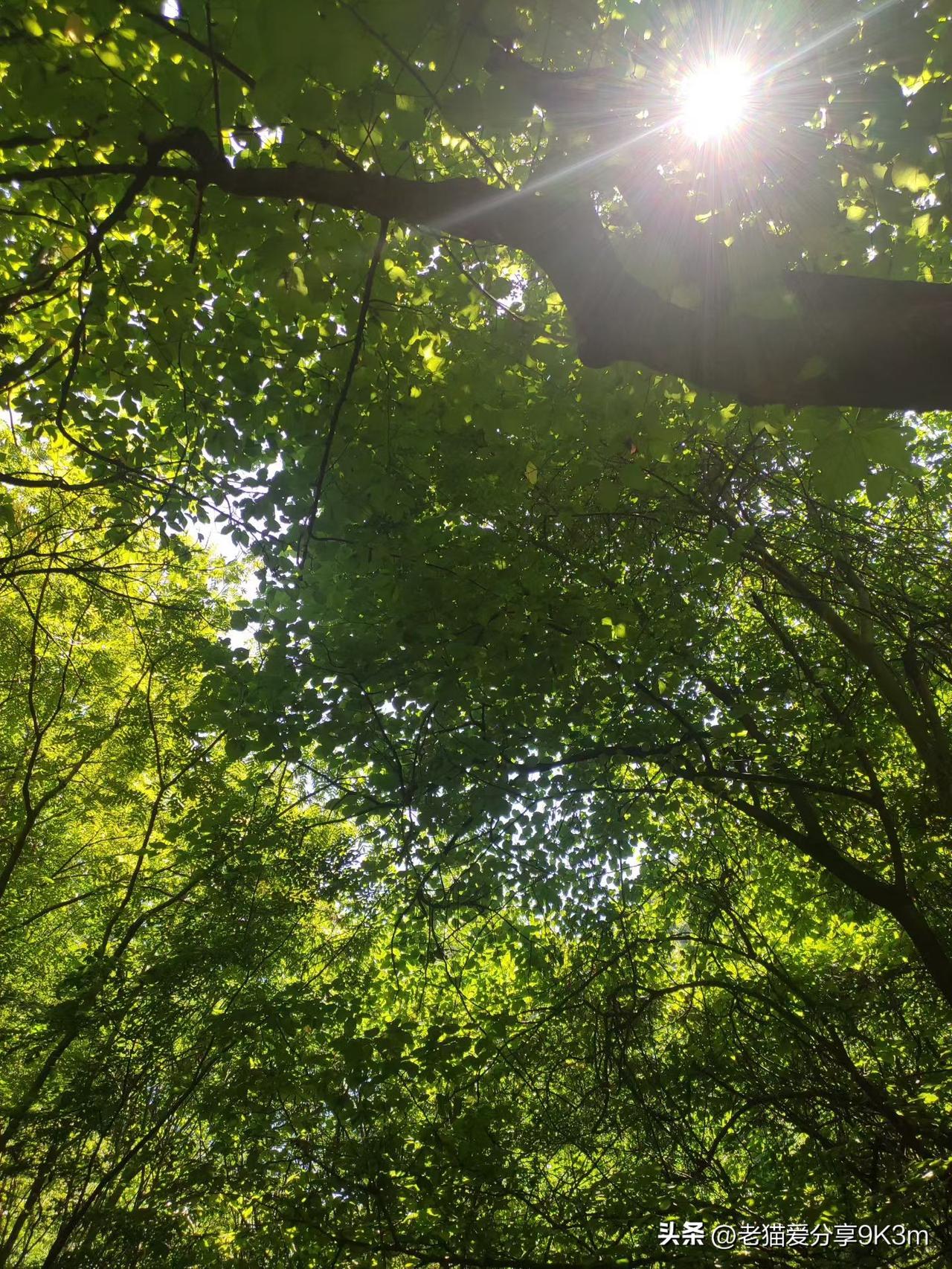 绿色，才是夏天最治愈最解热的良药！