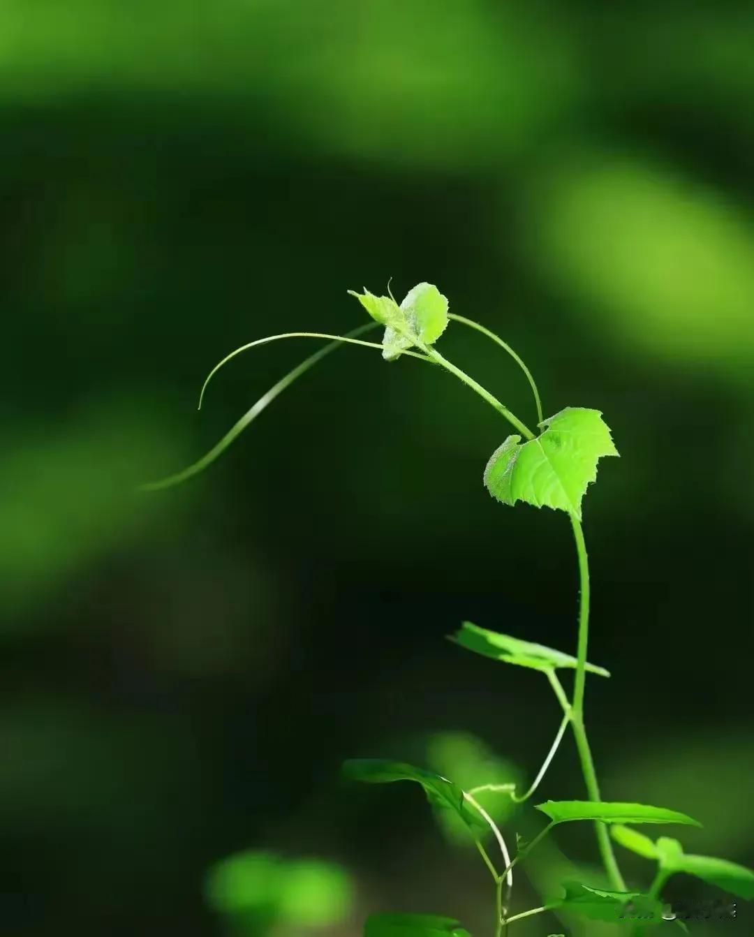 中美俄赞成！英法不同意？俄乌战争（冲突）不关乌克兰的事？这是什么国际秩序？这是现