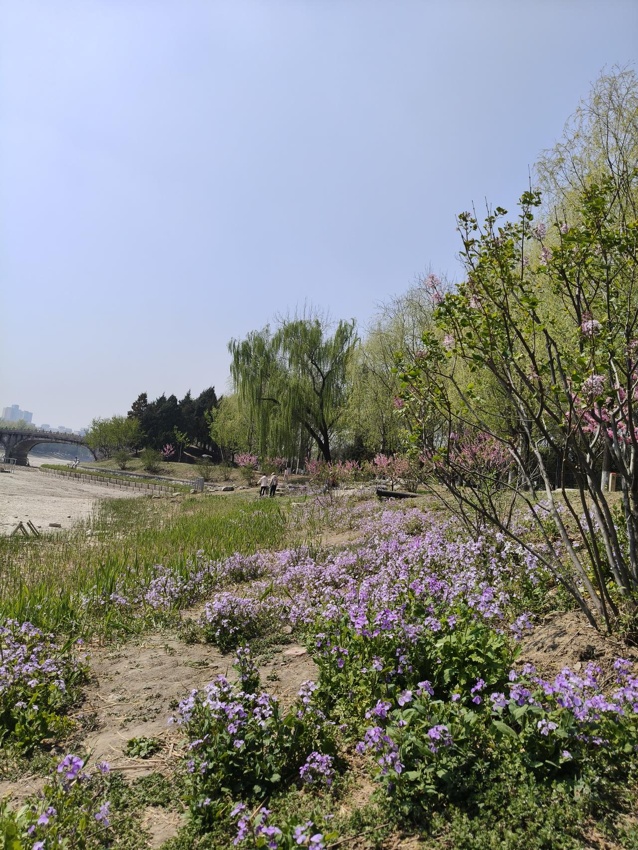 去了龙潭中湖公园，春花遍地，五颜六色的，又迎来生机勃勃的一年