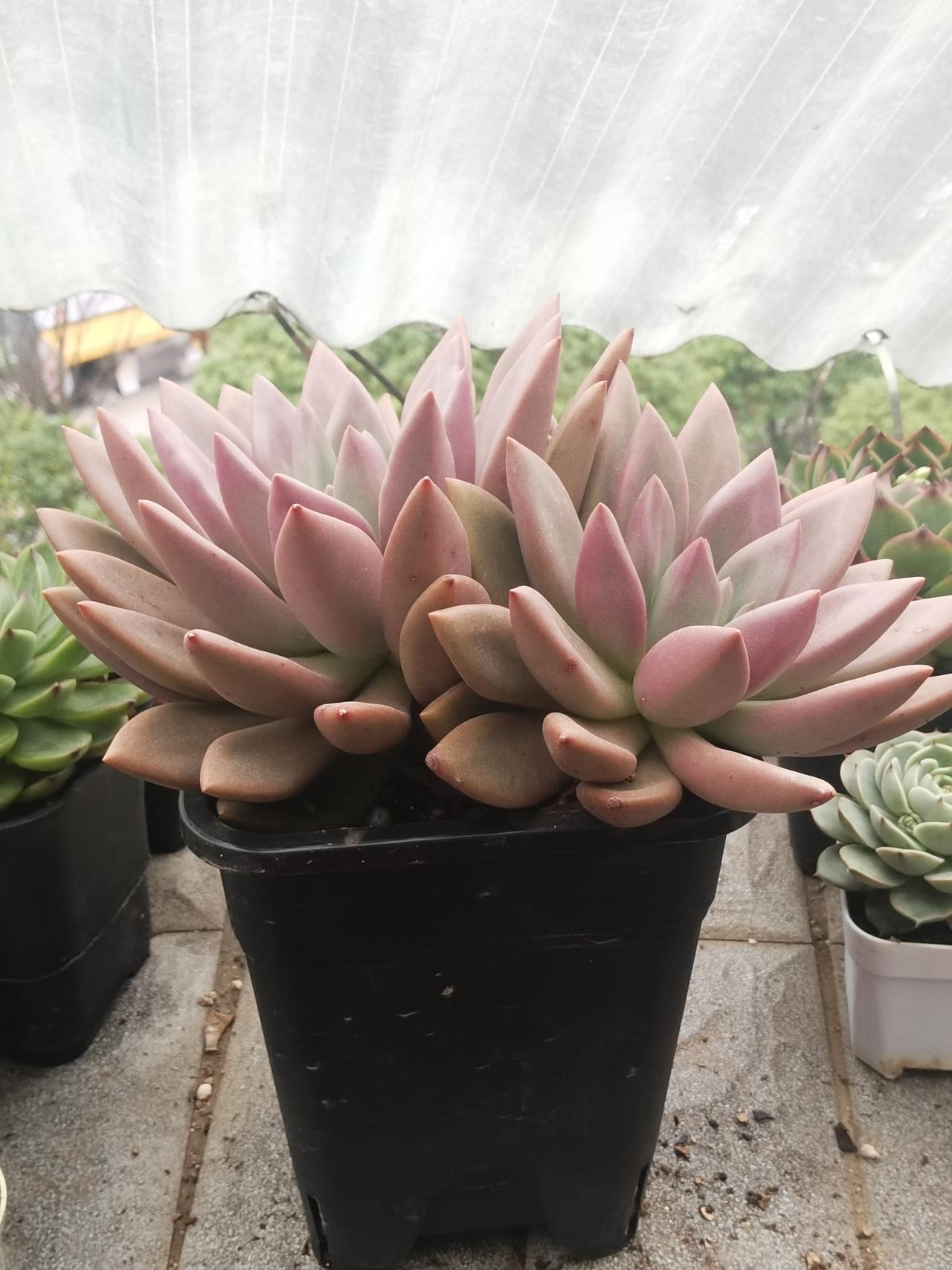 文章虽短，句句经典，没有一句多余的话。一定是成功人士。一只票买入前为什么买它，在