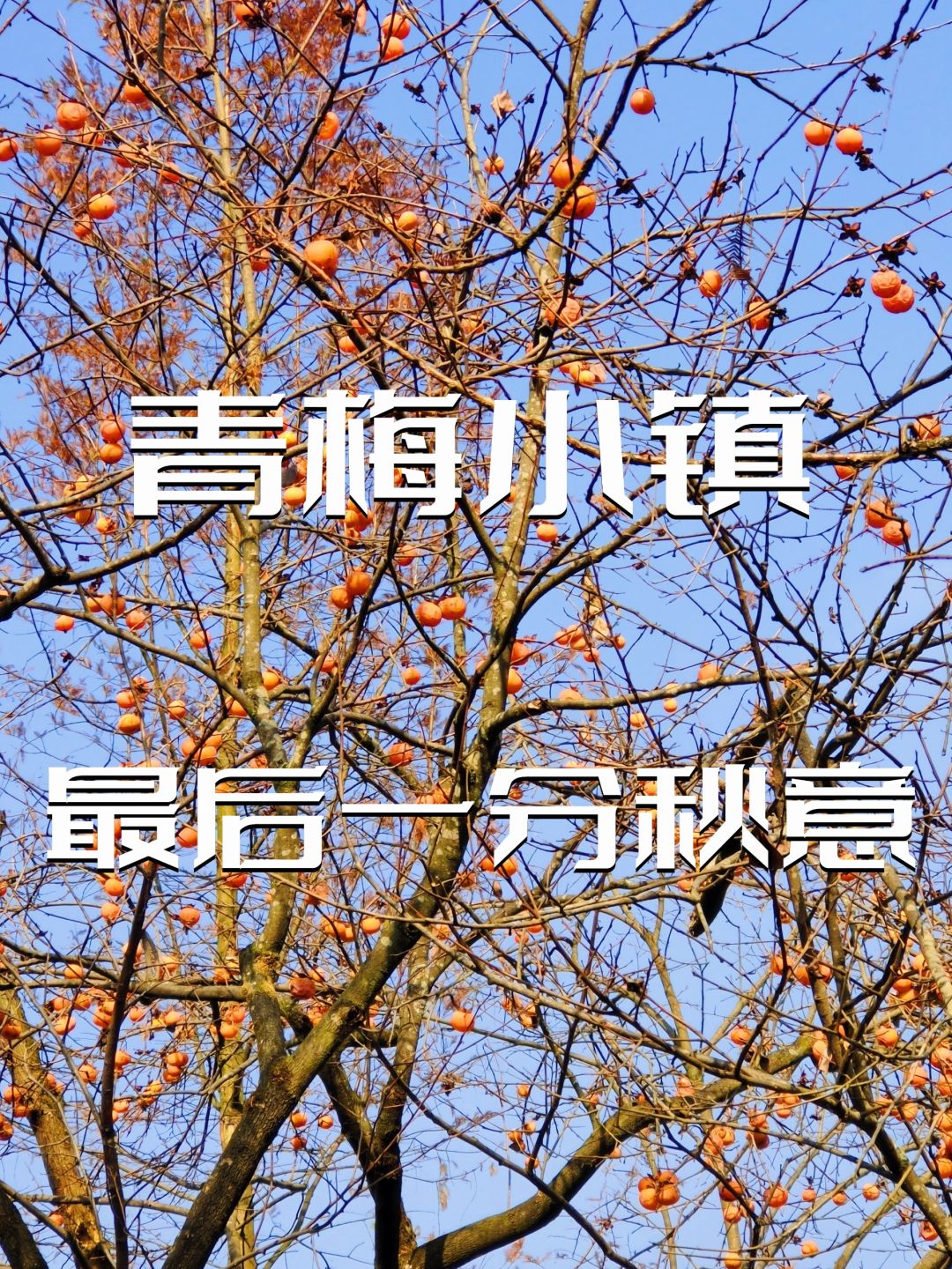 成都周边的最后一抹秋意