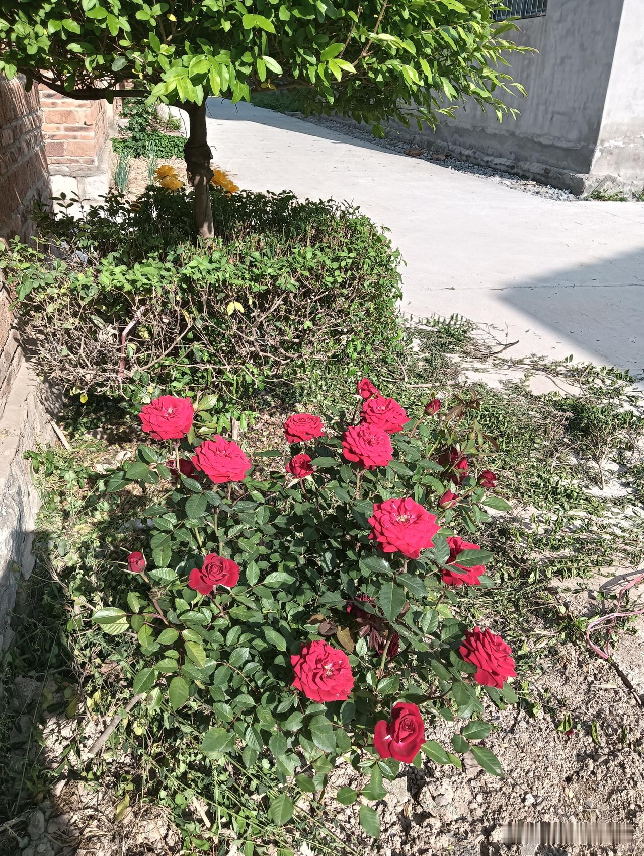 阳光下的红玫瑰，那是浪漫的具象化。之前去朋友的花店，一进店就看到几束红玫瑰摆在阳
