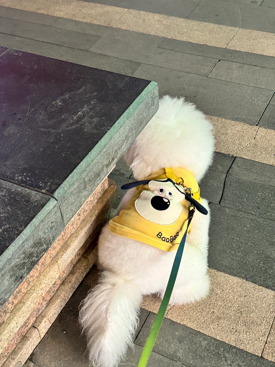 狗狗祟祟的背影