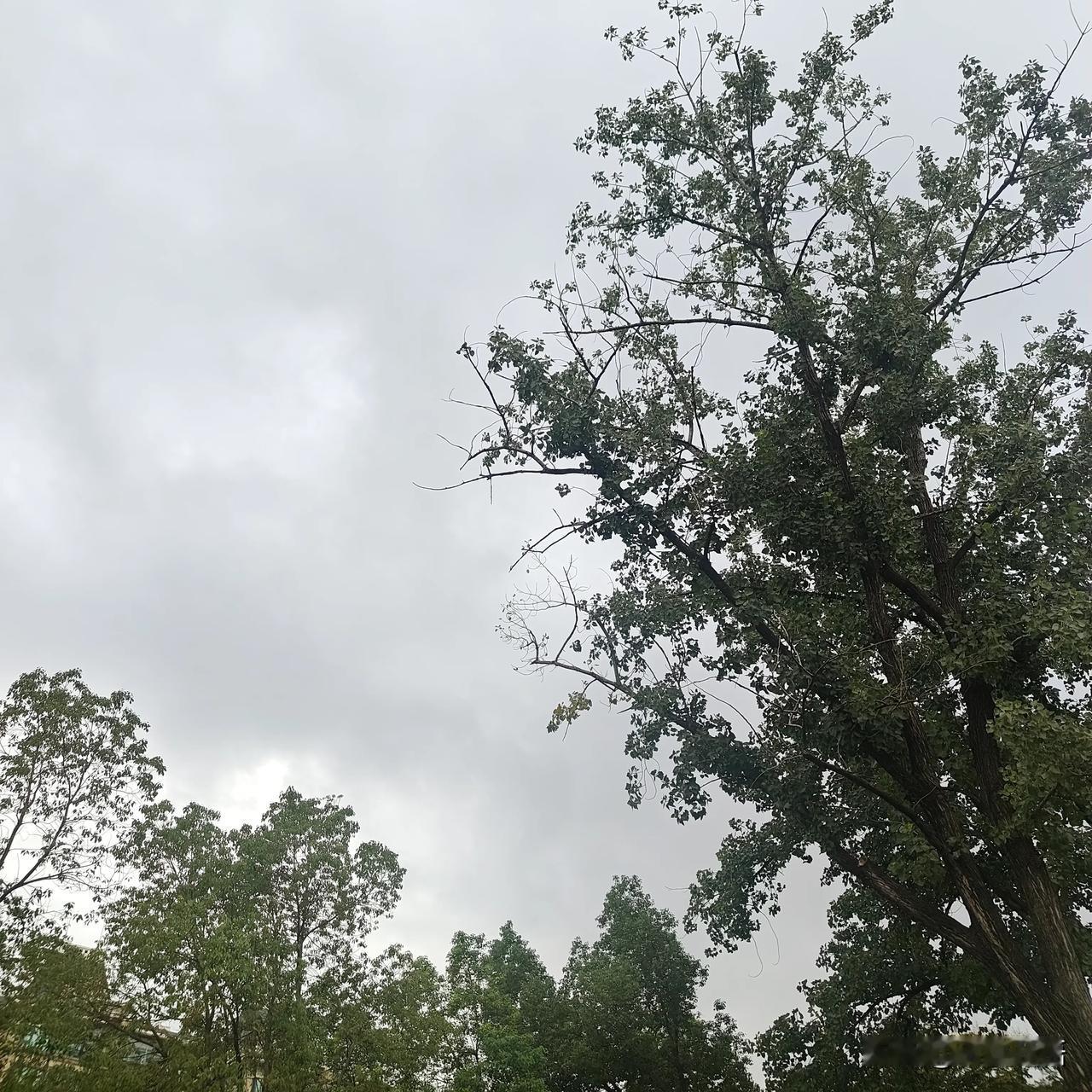 翻看日历牌，方知今日下午13时51分立秋。秋天如同喊着口号一样如约而至，可时令节
