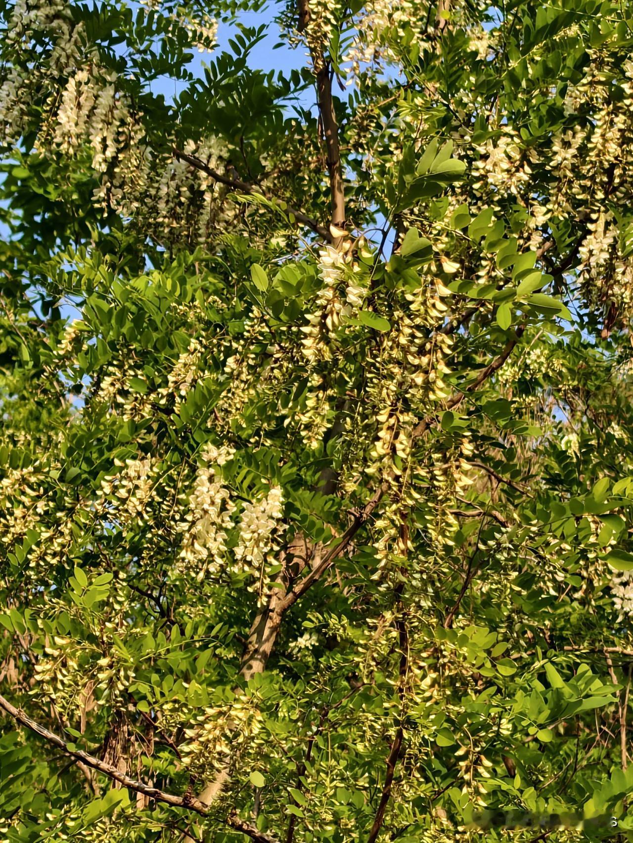 摘花🌸勿折枝
据说国槐生长期很慢，从播种到开花结果通常需要7至10年时间
径达