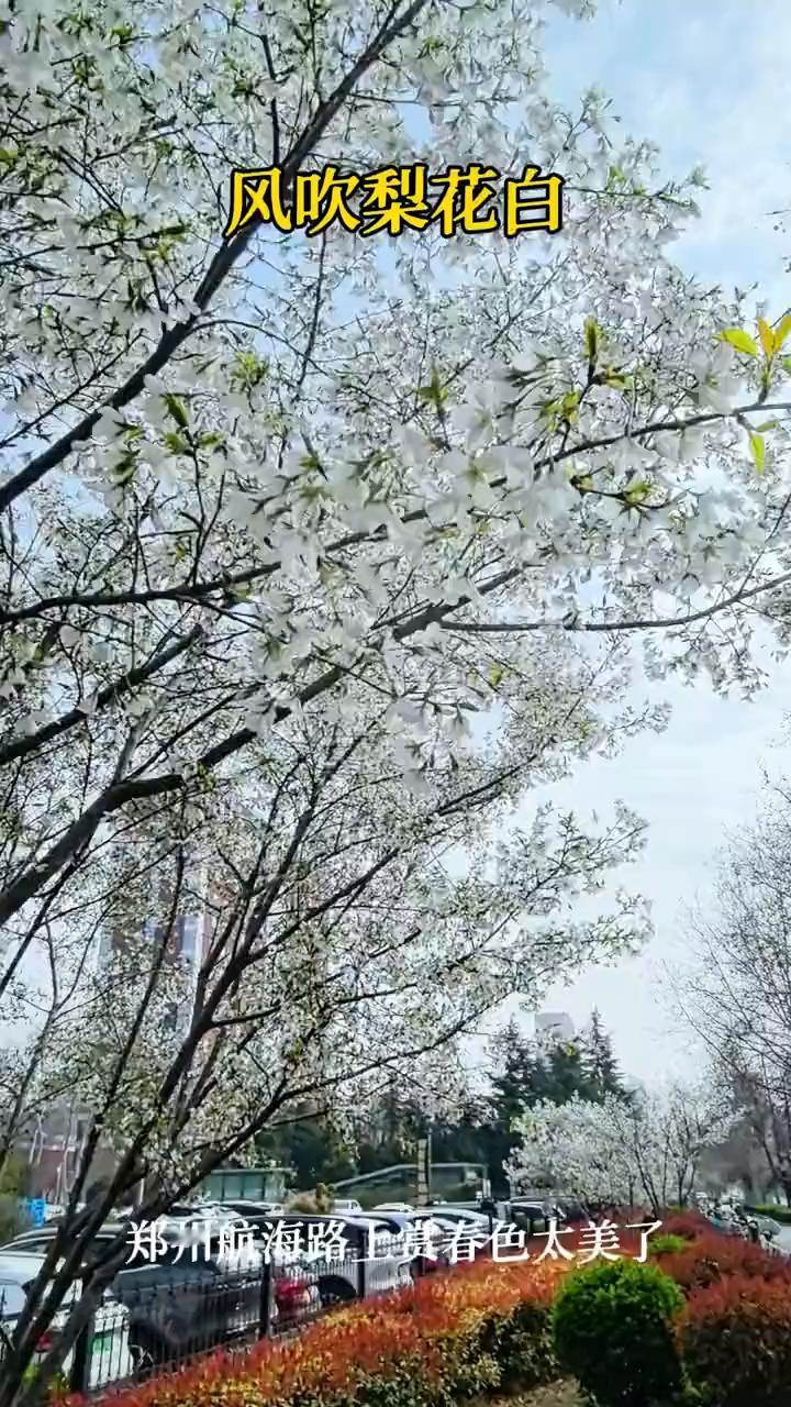 风吹梨花白，郑州航海路上赏春色太美了。