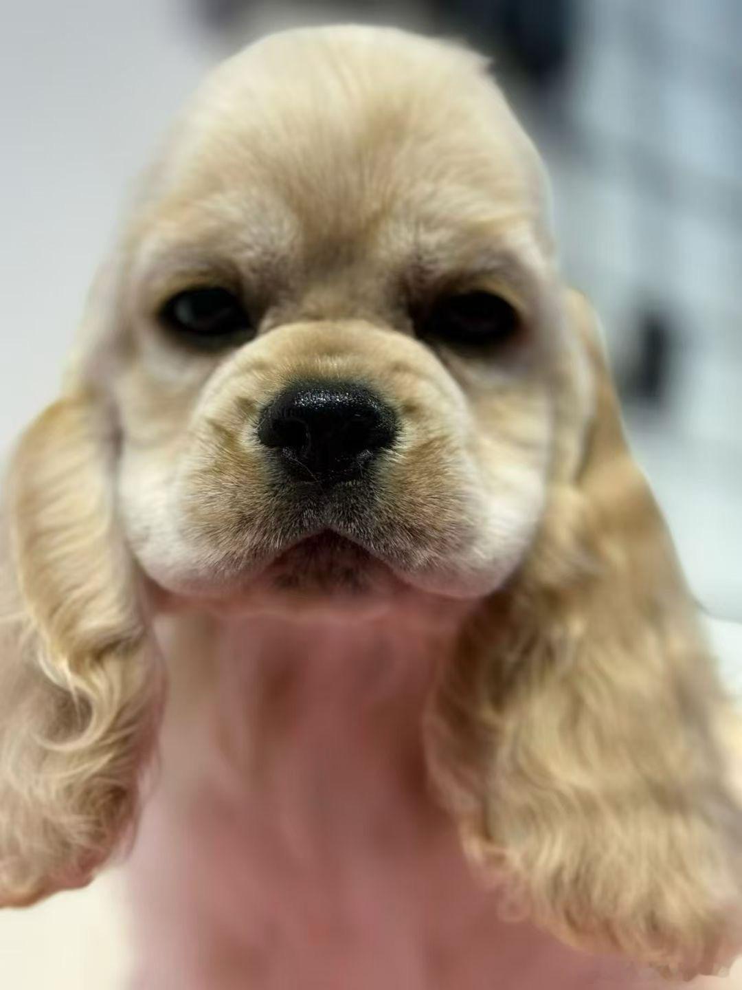 你怎么做到看起来又小又老的呢小狗 ​​​