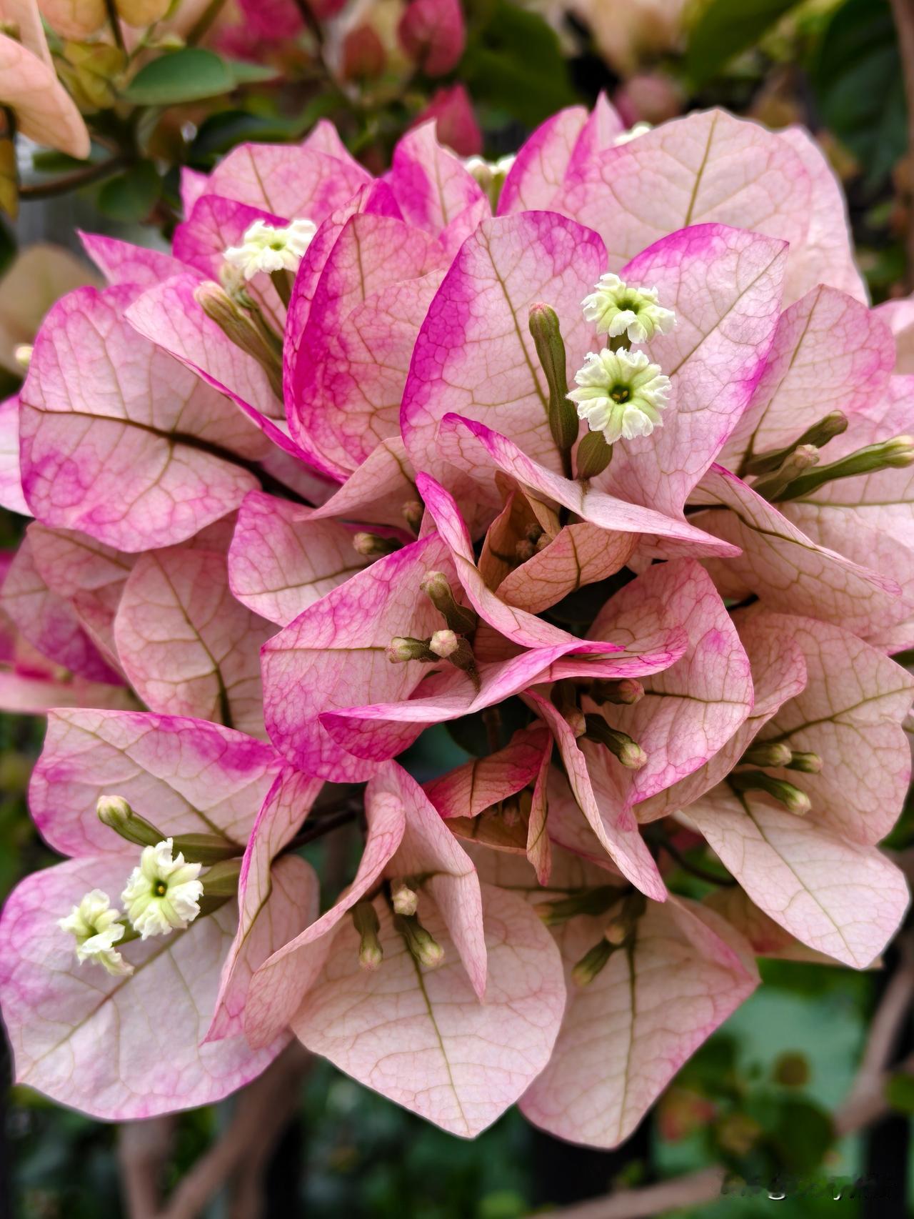 七律·赞三角梅
繁枝叠绵绽芳丛，五色缤纷映碧空。
绛萼凝霞燃晓日，素英带露沐清风