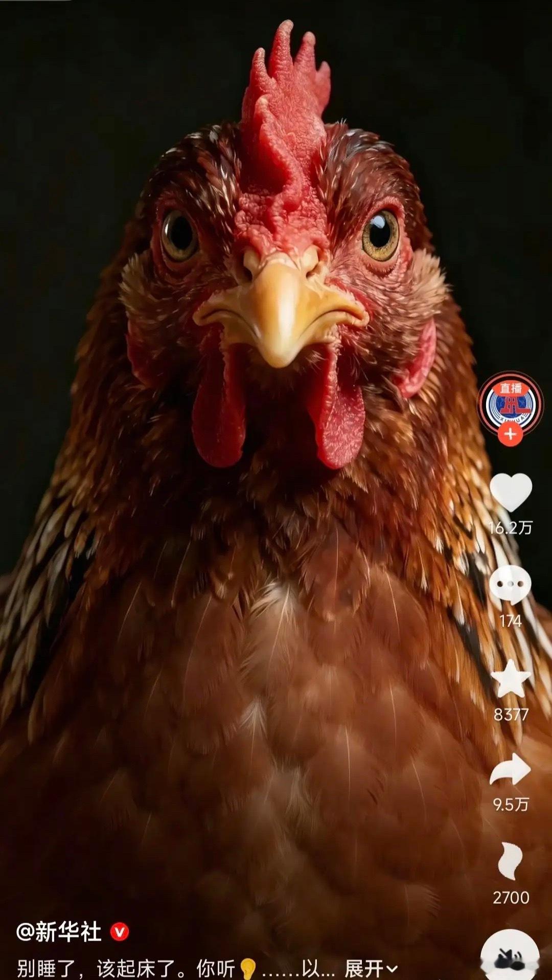 突然看到新华社发的这个视频，一只目光锐利的鸡，配文“别睡了，该起床了，你听……以