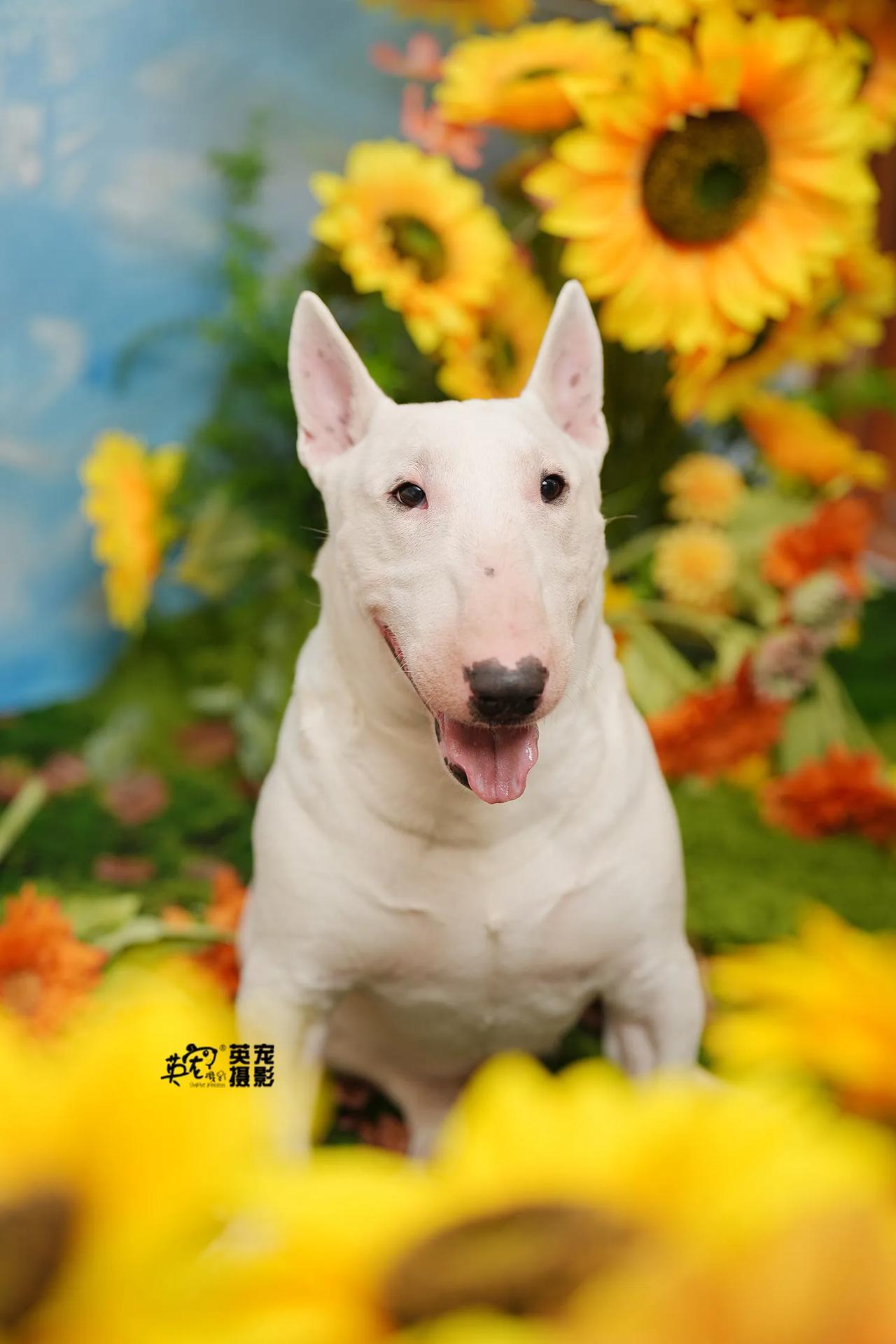 你别说你别说你还真别说
牛头梗都被趁得眉清目秀了起来
188元花花照拍么？😍