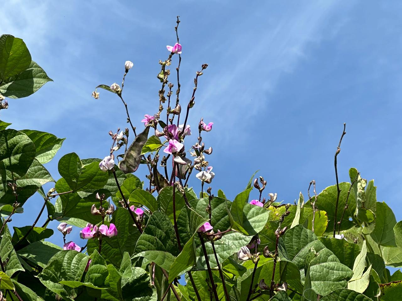 美丽的扁豆，
想要拍出它的灵魂，
不容易！
今日的天空很特别！