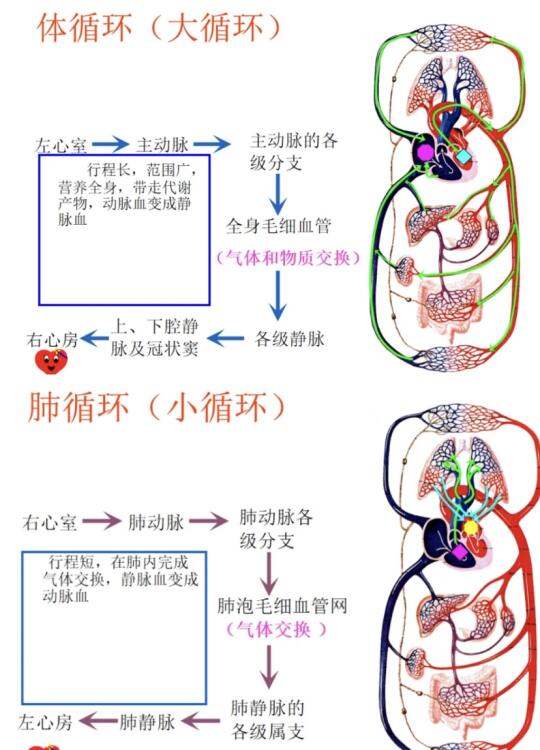 体循环｜肺循环