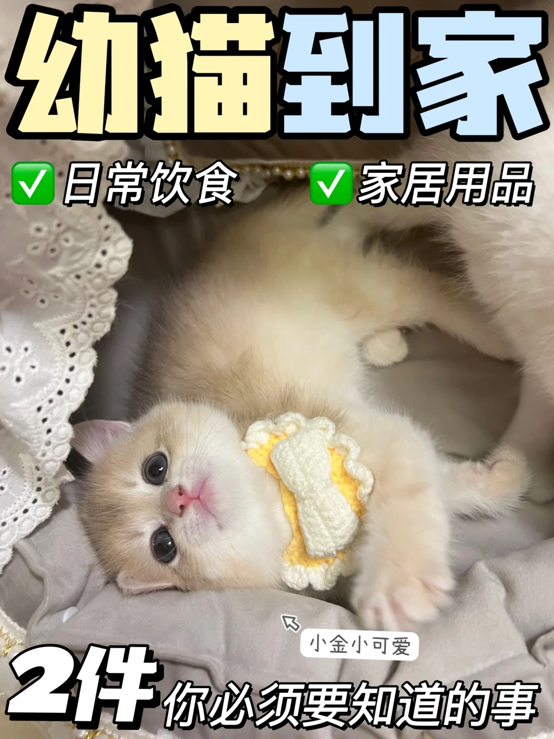 幼猫到家｜你必须做的事‼️