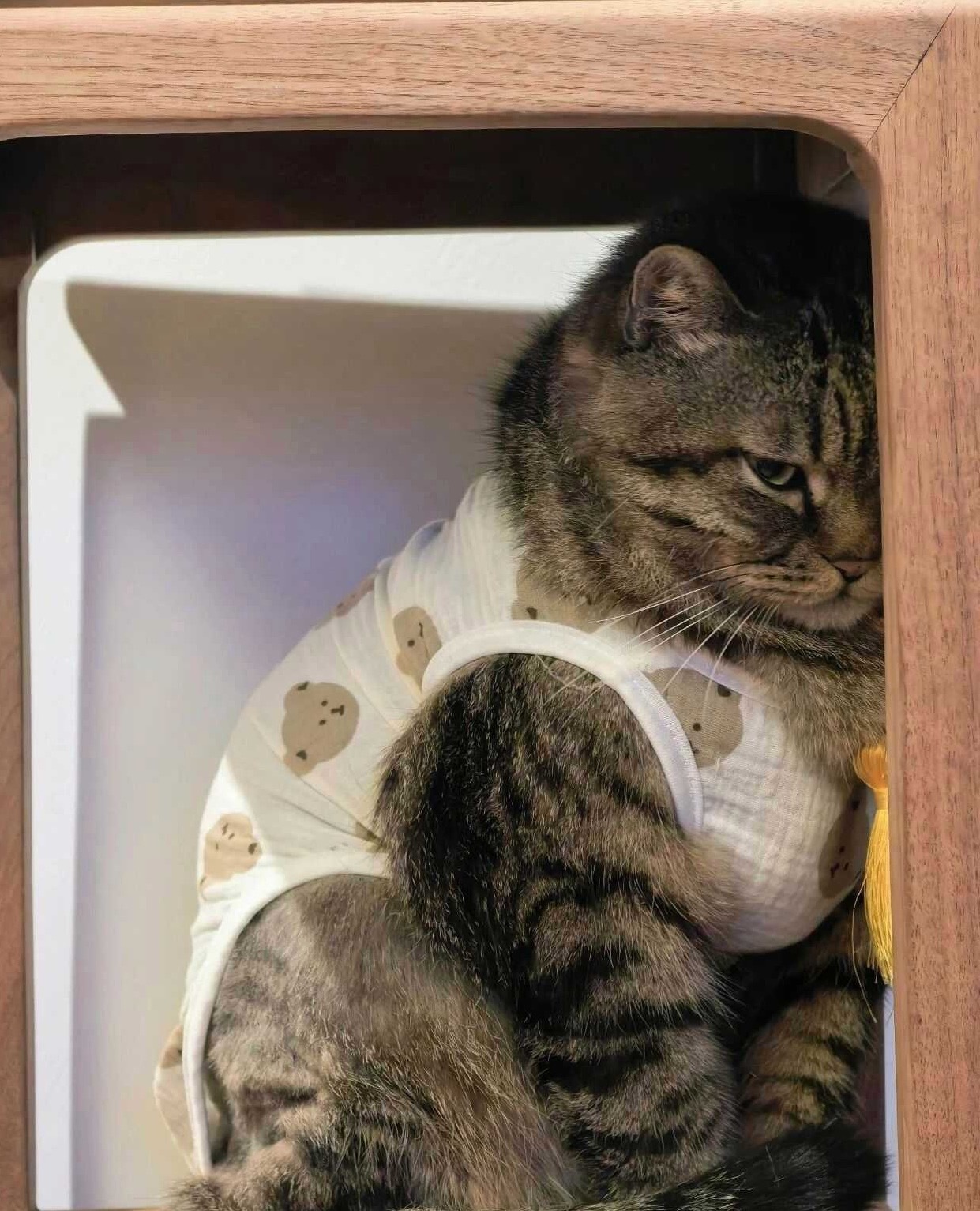 油我最后一次做是下午尾盘买了，上半夜大涨乐呵，半夜起来尿尿，还没尿完特朗普喊一嗓