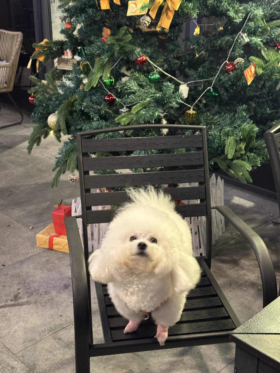 白色泰迪 小b熊