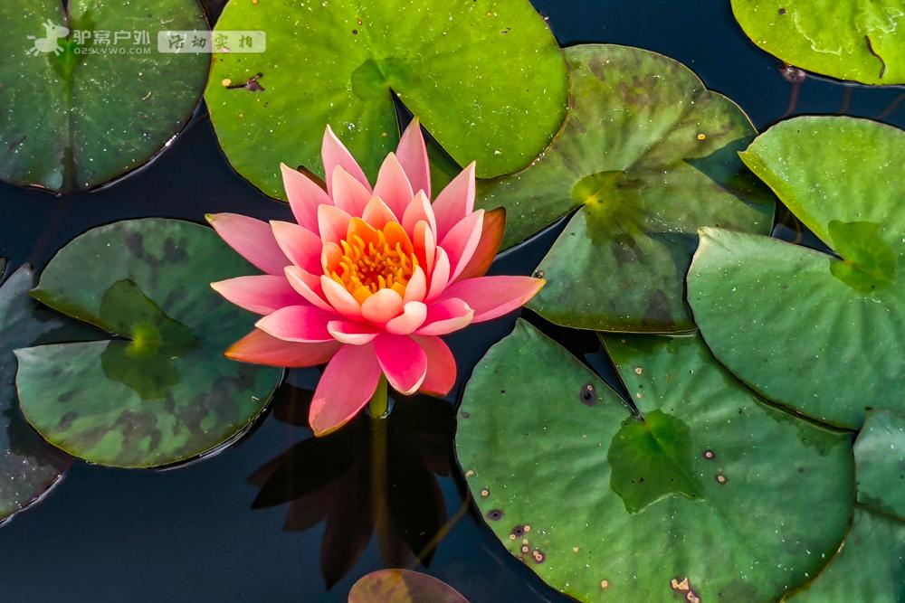 麦子阿姨到西双版纳了“种完麦子，我就向南走”-麦子阿姨。这个普普通通的务农阿姨，