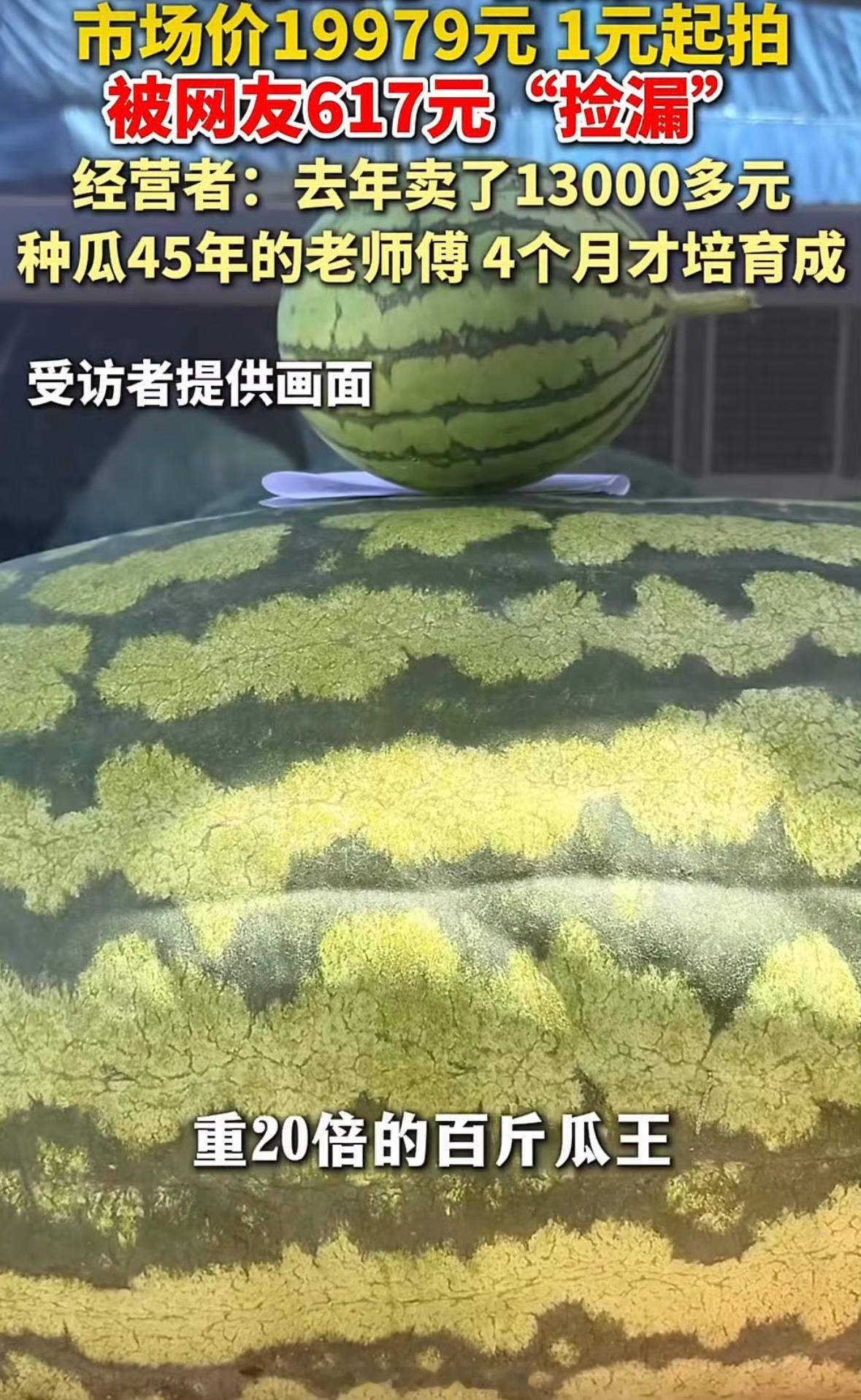 120斤西瓜瓜王拍卖仅617元成交挺便宜的，瓜心掏出来吃，其他的晒西瓜酱美滋儿的