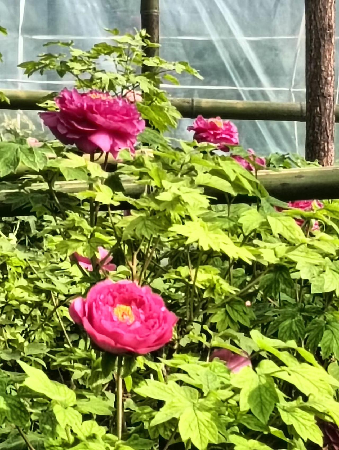 王城公园的牡丹花已经开放了。
牡丹花旅游 先睹为快，趁人还少的时候快来赏花吧。