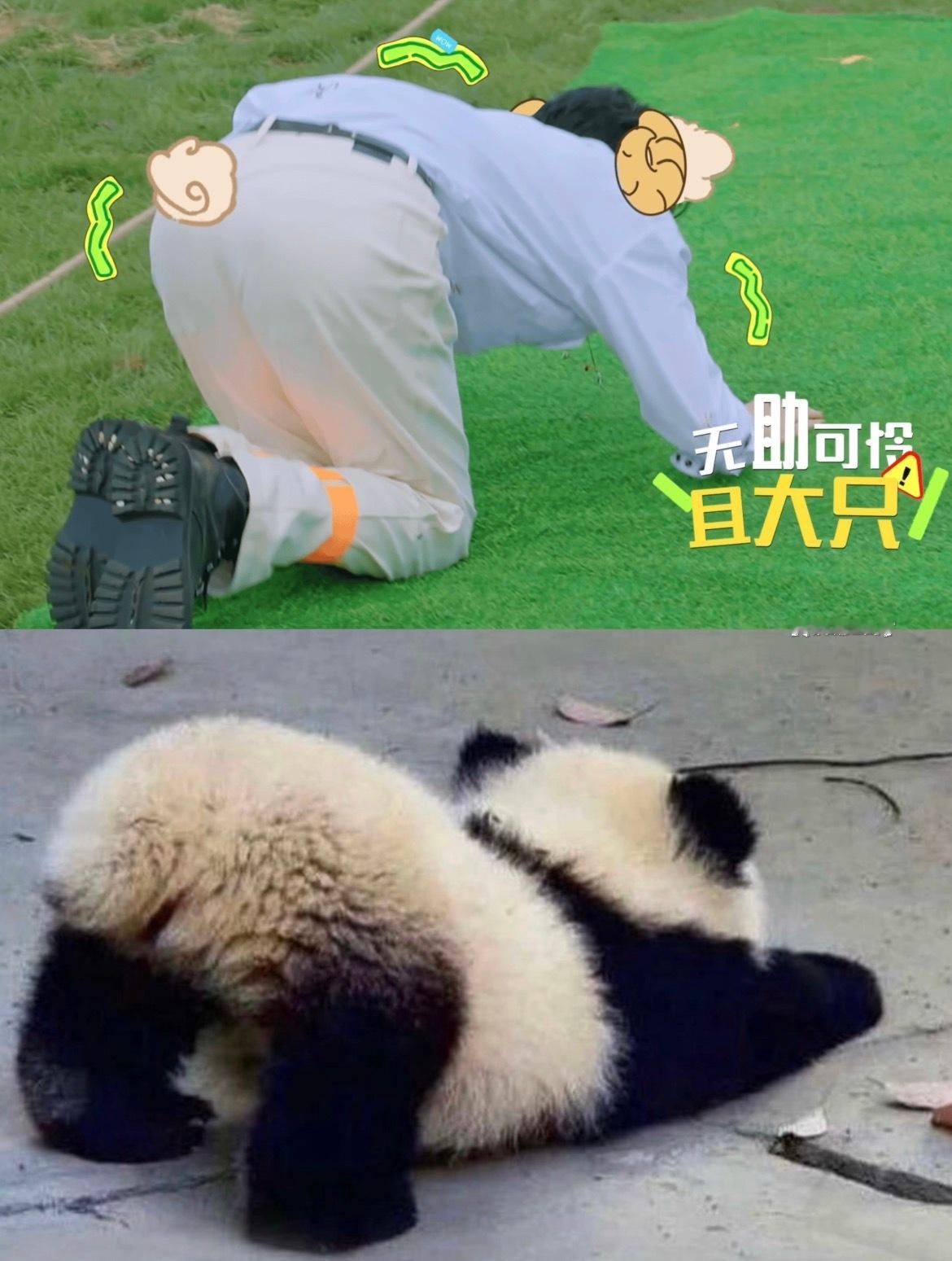 确定是美羊羊么？有没有可能是，披着羊皮的 大胖达。哈哈哈刘宇宁地球超新鲜 。刘宇