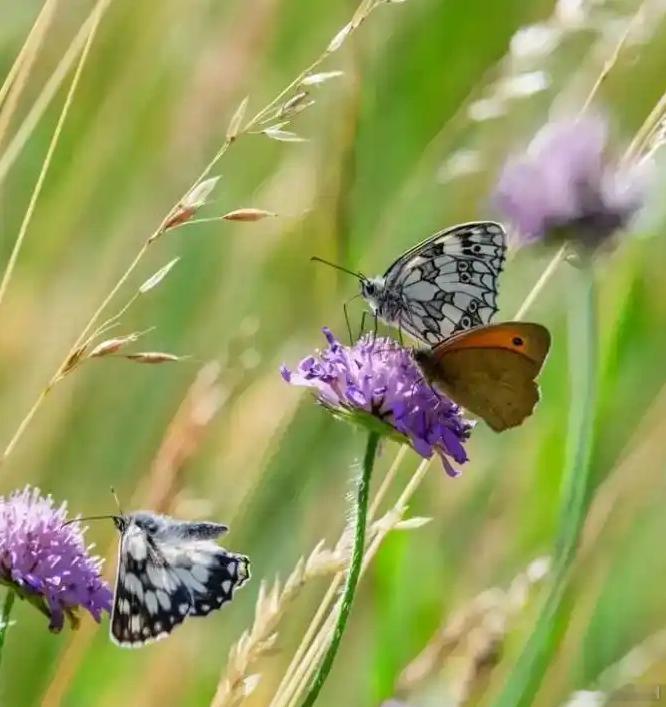 万亿“隐形”飞行者如何影响世界？雷达技术正给出答案图源：草甸紫花丛中的蝴蝶 — 