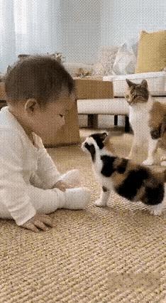 聪明大黄花猫太懂人性了，一只小花猫抓了一下小孩的脸，把小孩抓哭了，大黄花猫赶紧将