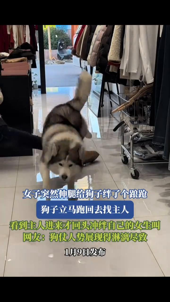 女子突然伸腿给狗子绊了个踉跄，狗子立马跑回去找主人，看到主人进来才回头冲绊自己的