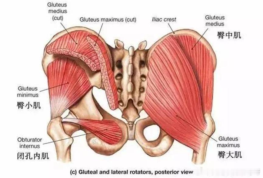 原来腰疼是因为屁股肌肉弱臀部肌肉力量差，可能会引起腰椎稳定性下降。臀部肌肉，主要