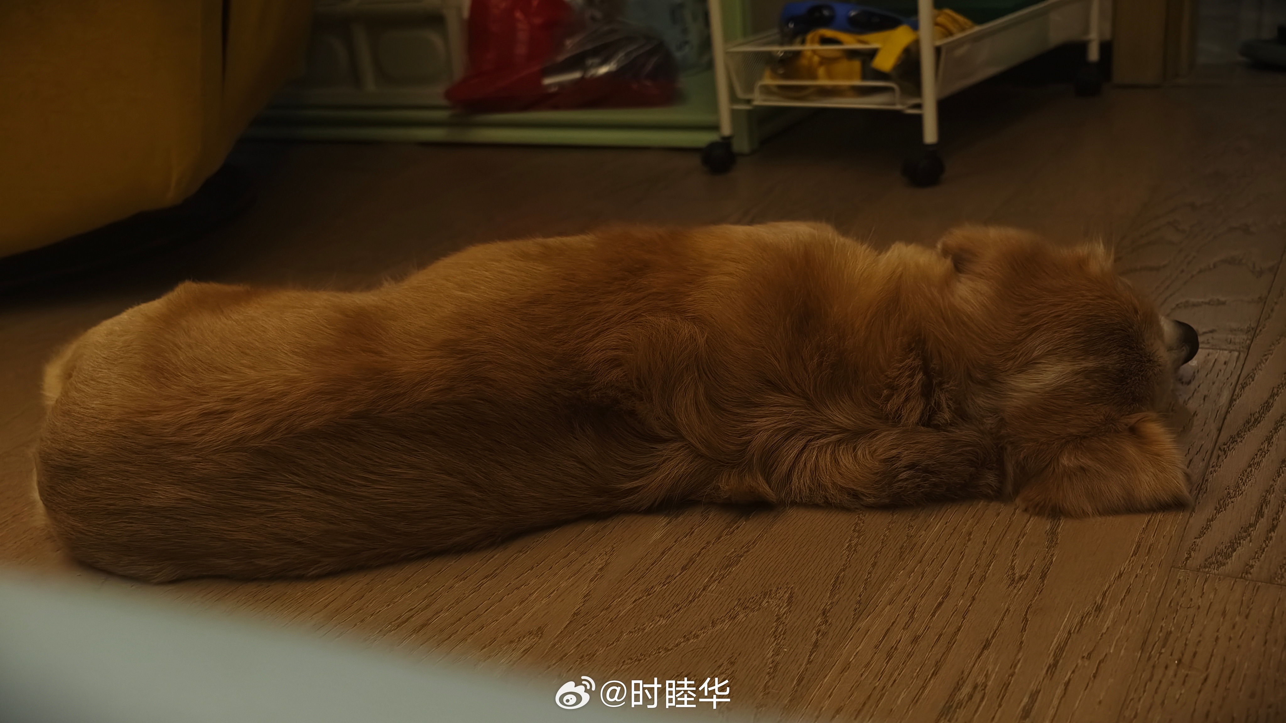 有一坨小可时哥大女儿小可（狗）