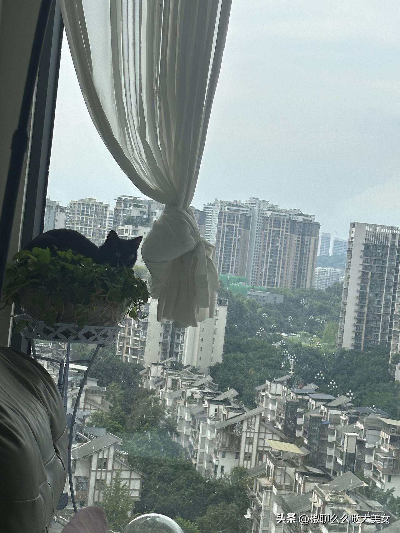 晒图笔记大赛天空比较阴暗，幸好有小咪