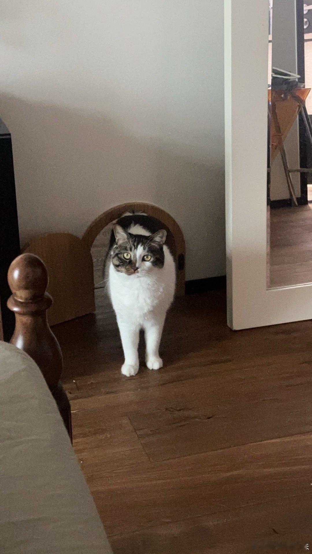 越来越喜欢瓜子猪了怎么办 