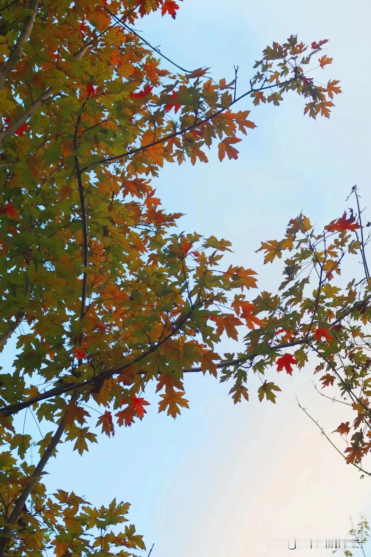 #秋日生活打卡季#
╭┬┬┬┬┬┬┬┬┬┬╮
🍁ᵕ̈ 🍂 ʜᴇʟʟᴏ 十月