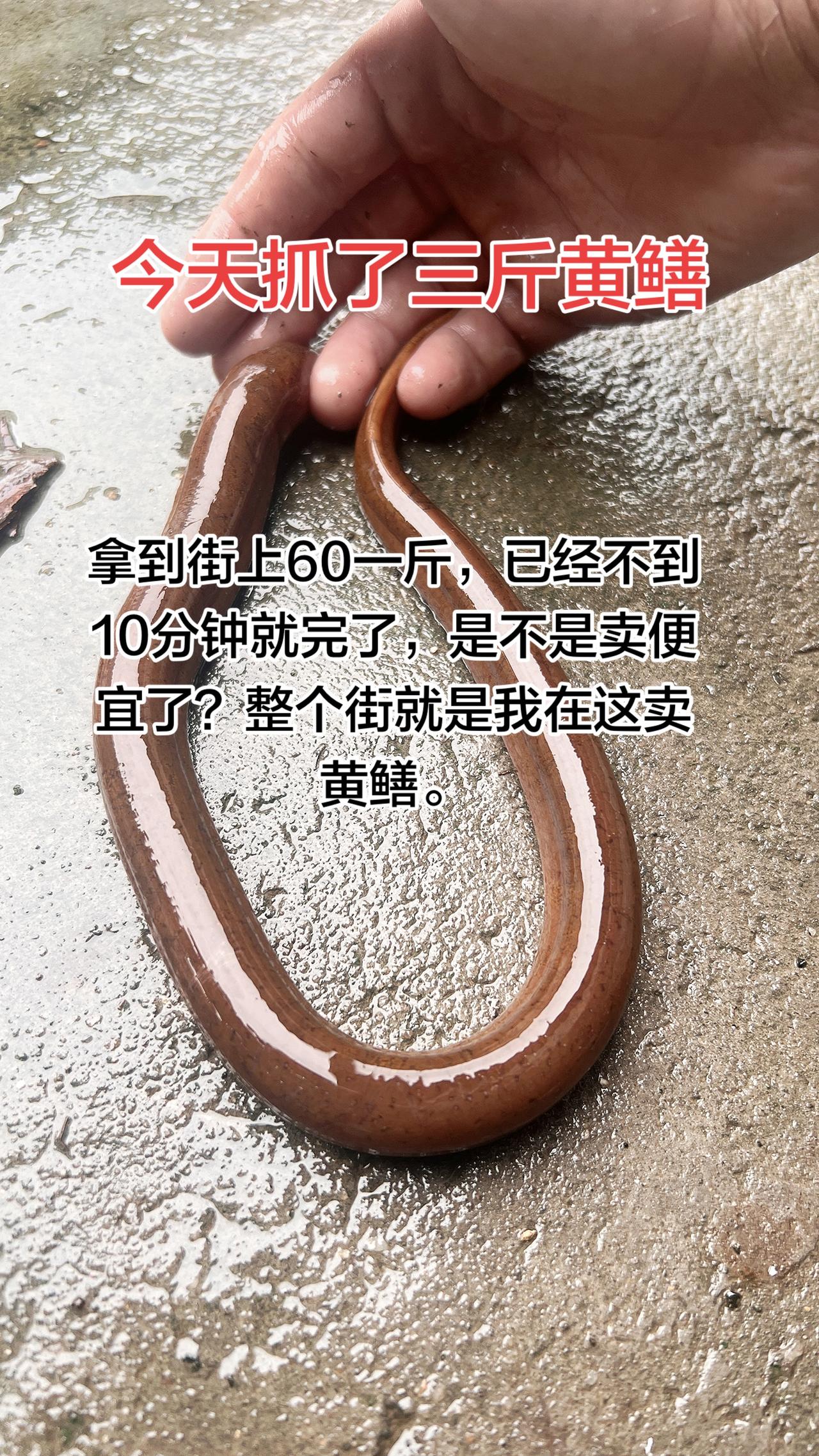 三斤黄鳝拿到街上不到10分钟就卖完了，整条街就是我一个人在卖，因为我这边的资源不