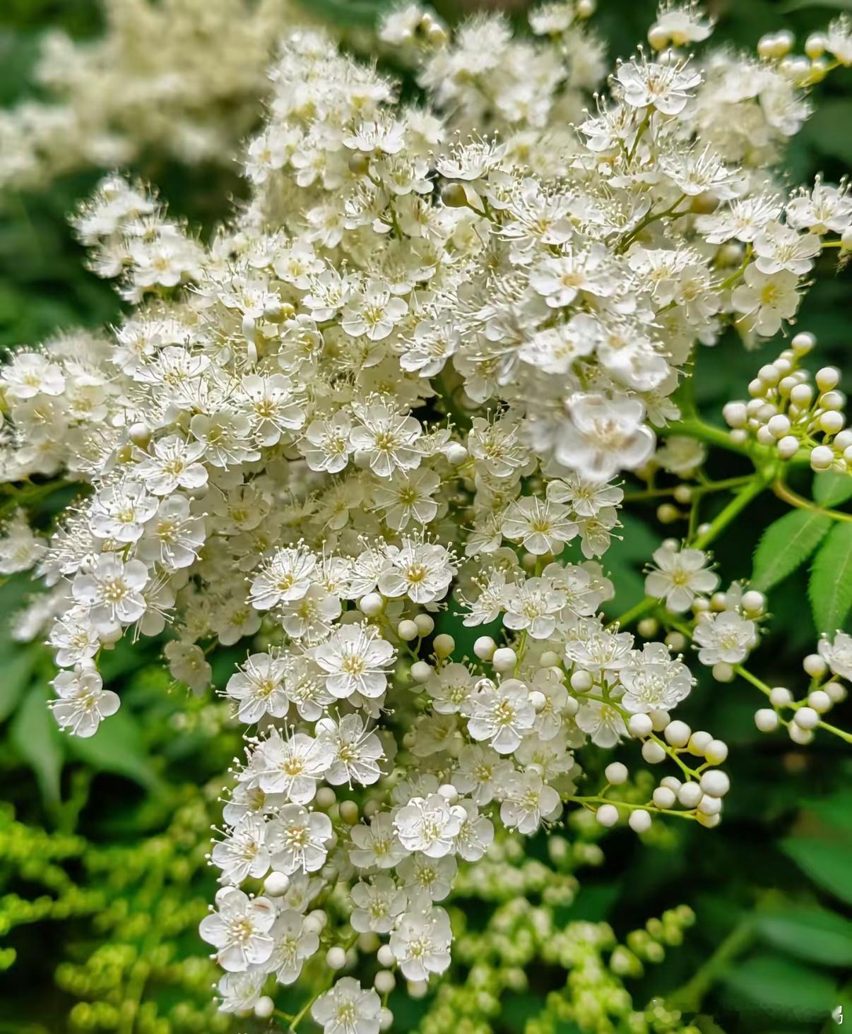 种植珍珠梅：1. 栽培方式：园土+腐叶土，中性微碱土壤都适配；落叶灌木，根系发达