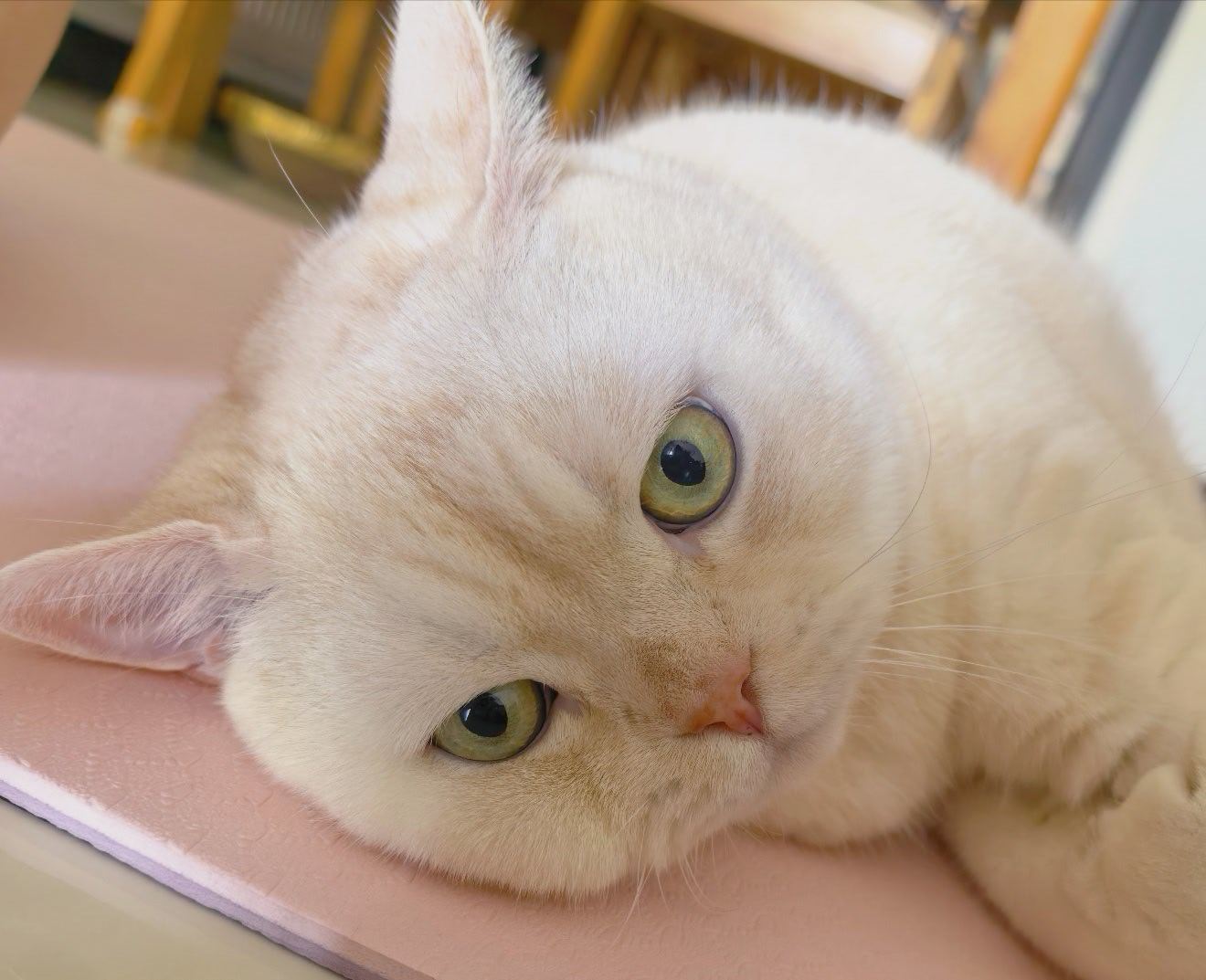 居家锻炼的头号拦路🐱瑜伽猫白少爷真帅