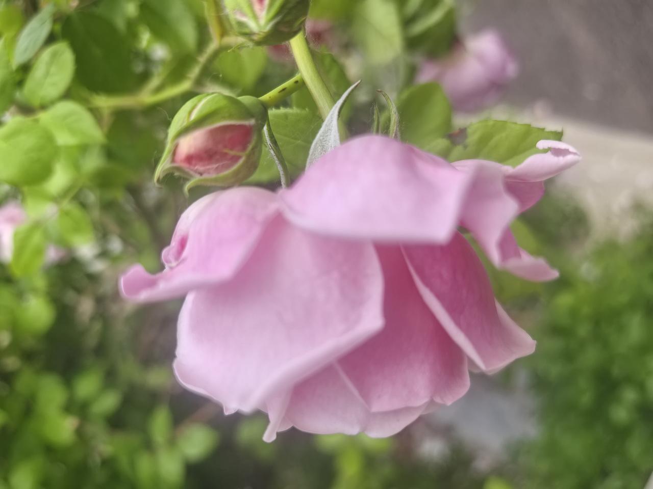 晒晒你拍的月季花