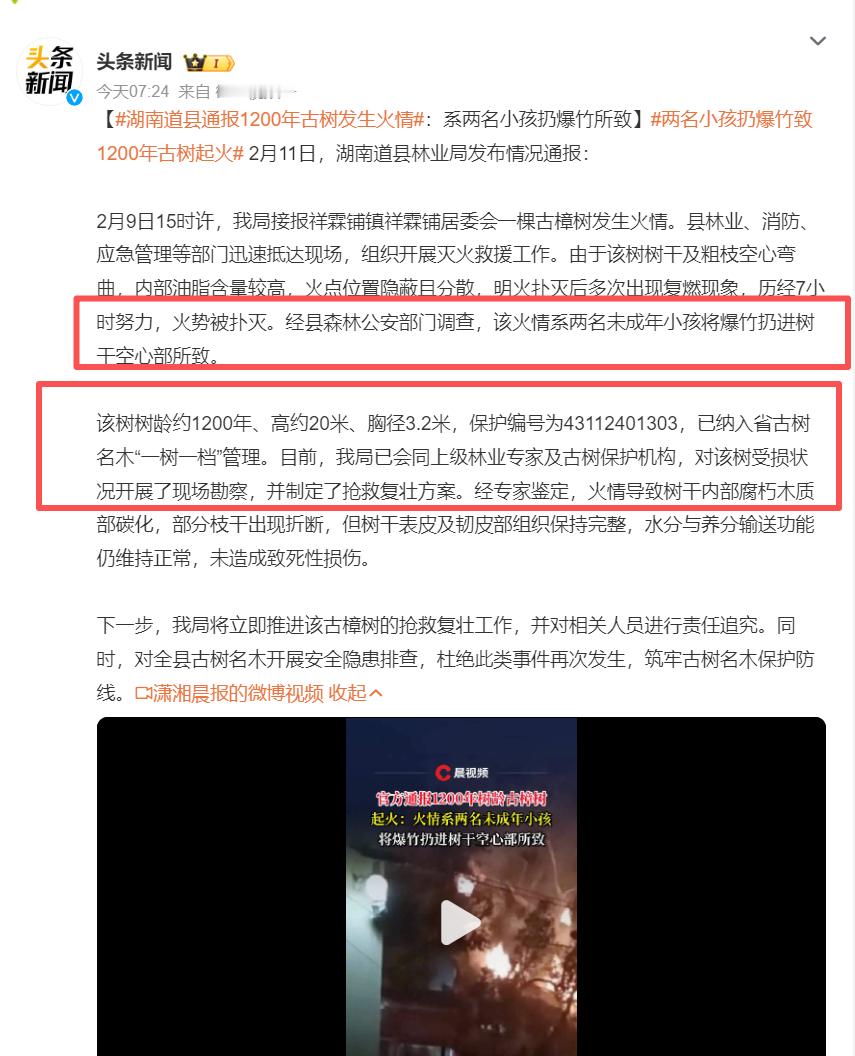 两名小孩扔爆竹致1200年古树起火 熊孩子净整这危险事，好在没有人员伤亡，接下来