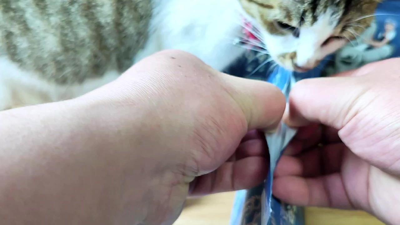 🎉打开猫粮，我家傻猫像疯狗一样一头扎进去，不知道以为饿了三天三夜。天天跟在屁股