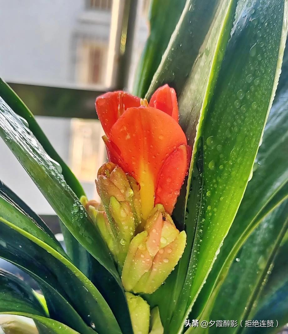 生活是慢慢开花的过程，不必急着让生活交出所有答案。