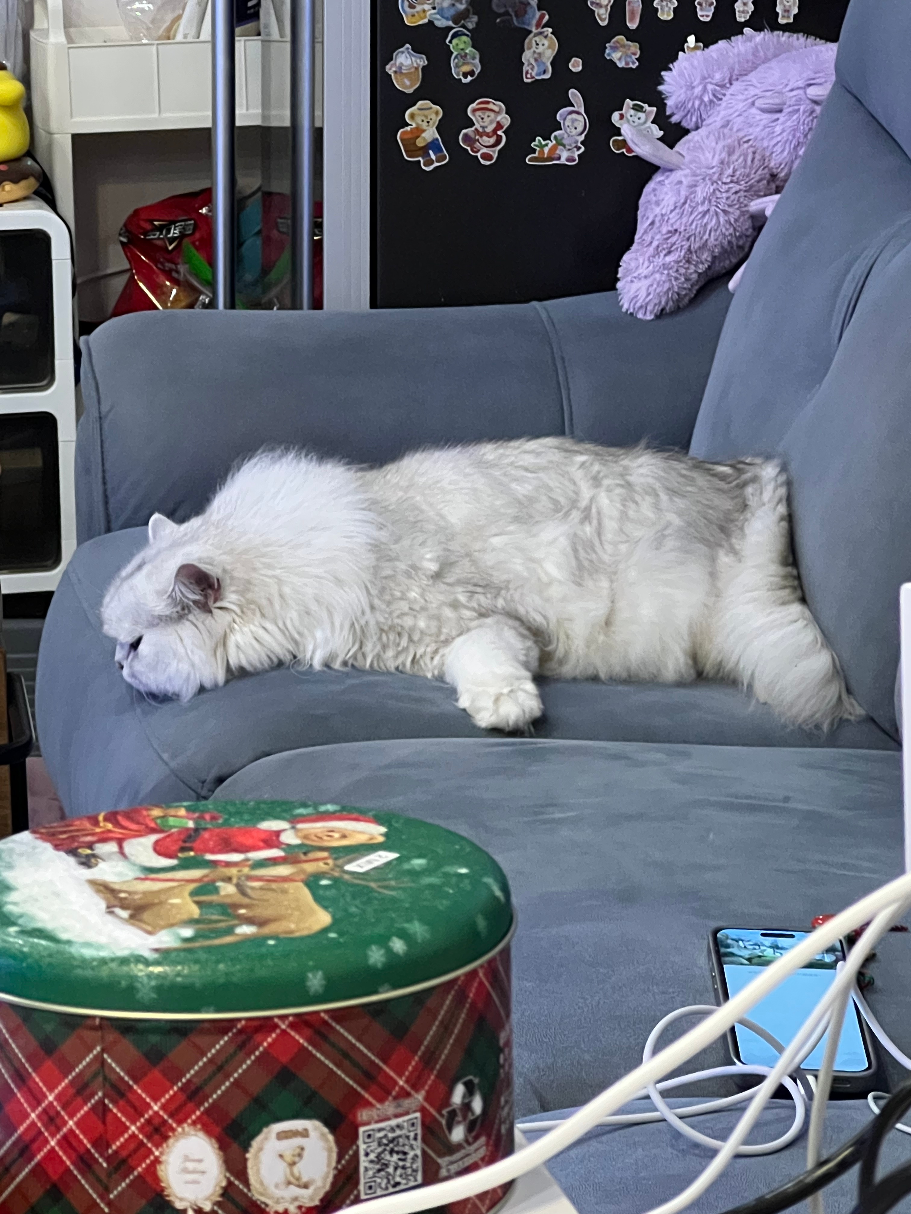 过个年看把孩子累的#英国长毛猫##银渐层##辣椒家新家回访# ​​​