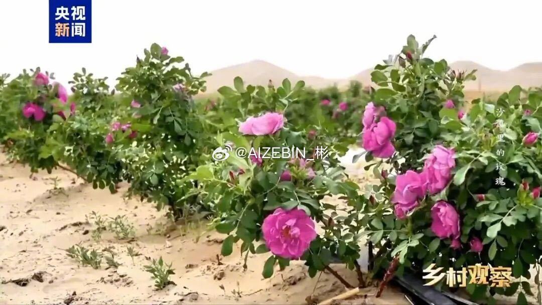 跟着十个勤天看沙漠种花从前是风沙不断逼迫人类后退，现在绿植一步步向沙漠推进，生态