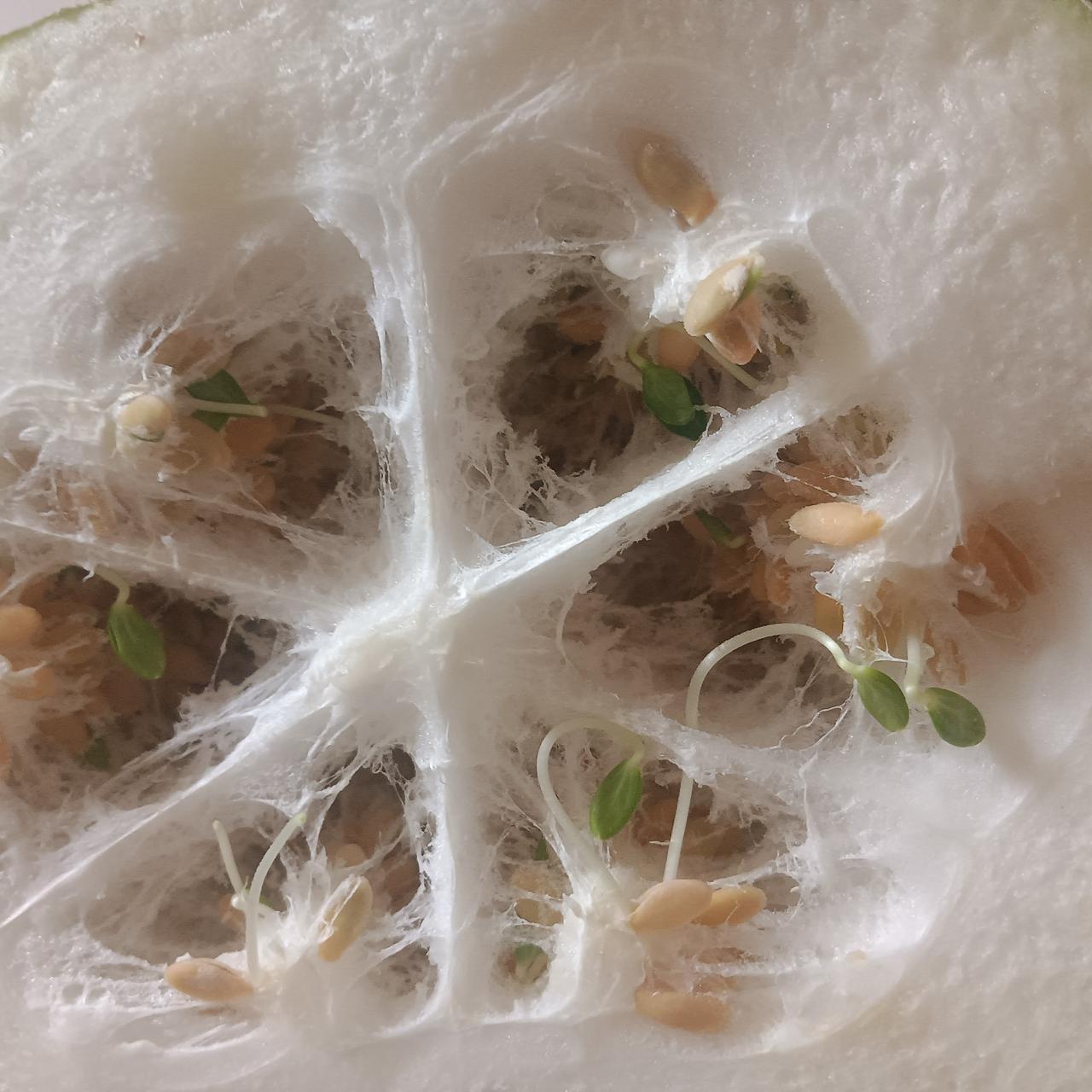 以前从来都没有见过这样的事！
今天切开一个大冬瓜让我开眼了，冬瓜也没有坏，外面里