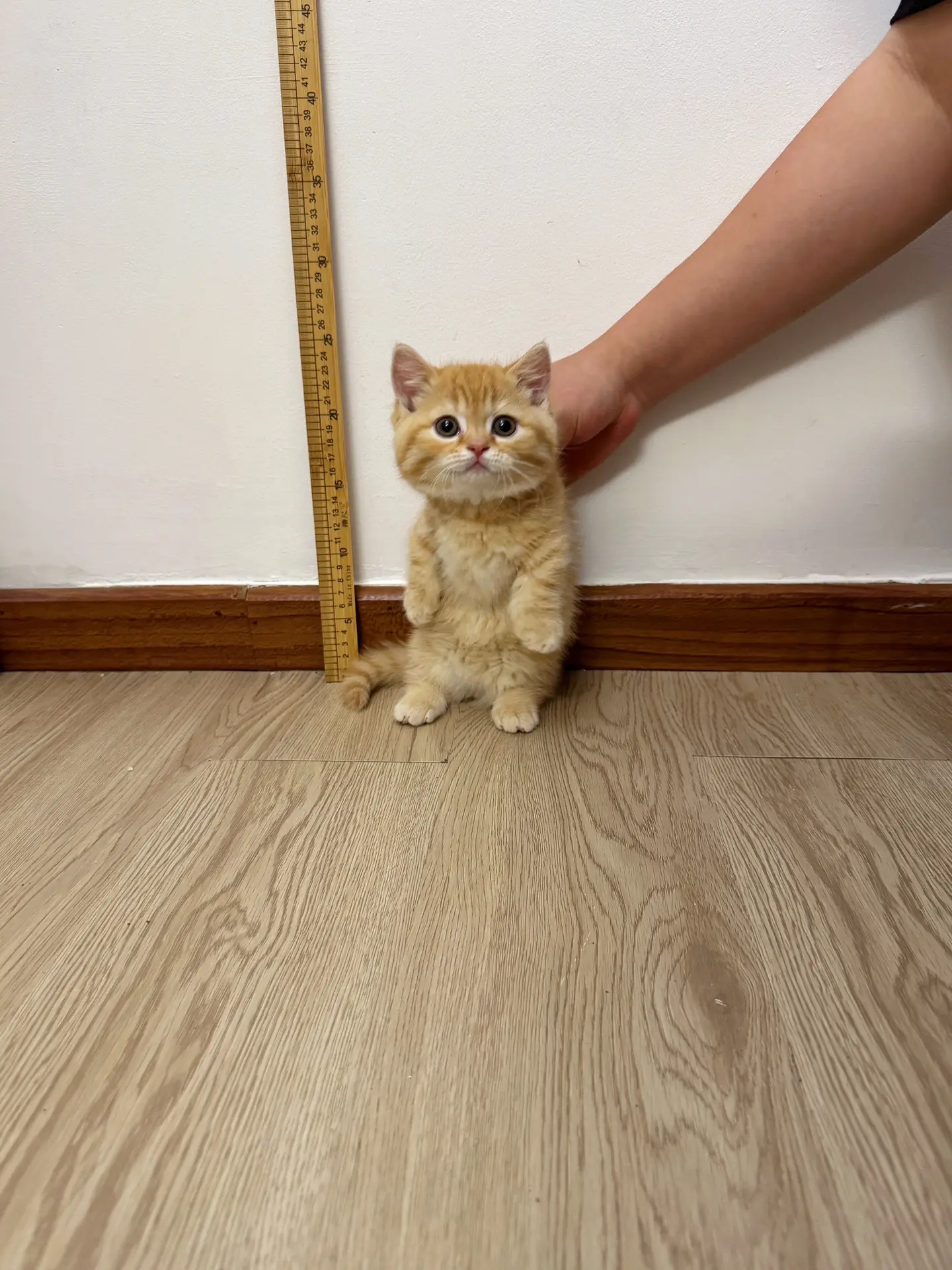 帮我看看这是玉米几啊？！小奶猫量身高……摆摊猫